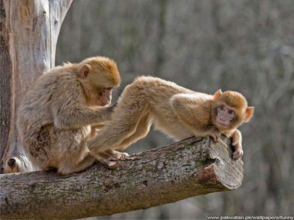 Adult Funny Wallpaper Funny Wallpaper Pinterest Funny - Monkey Looking At Monkey Butt - HD Wallpaper 