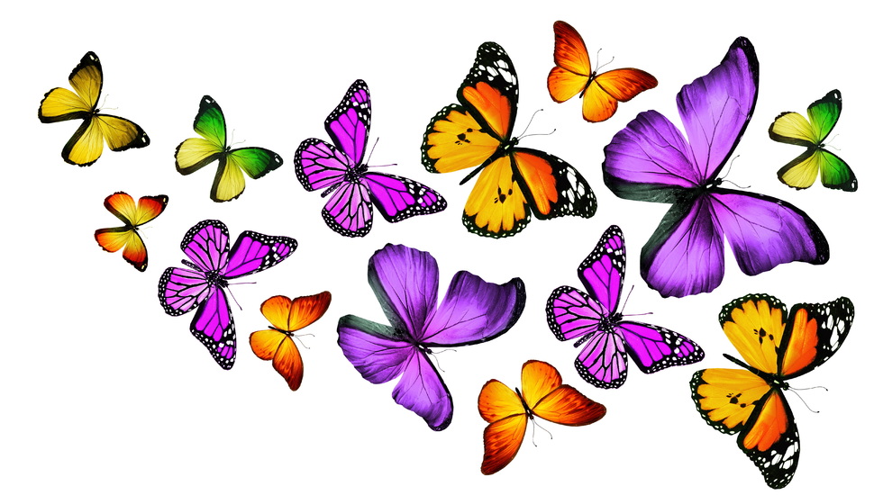 Butterflies, 3d, Colorful, 3d, Colorful, Butterfly - Real Colorful Butterfly Images Hd - HD Wallpaper 