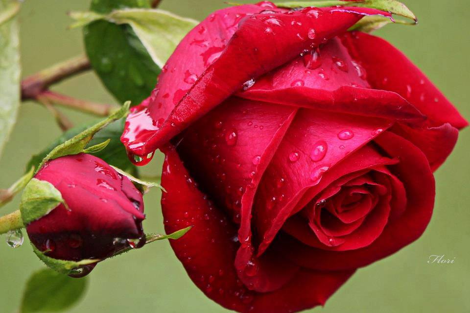 World Best Rose Flower - HD Wallpaper 