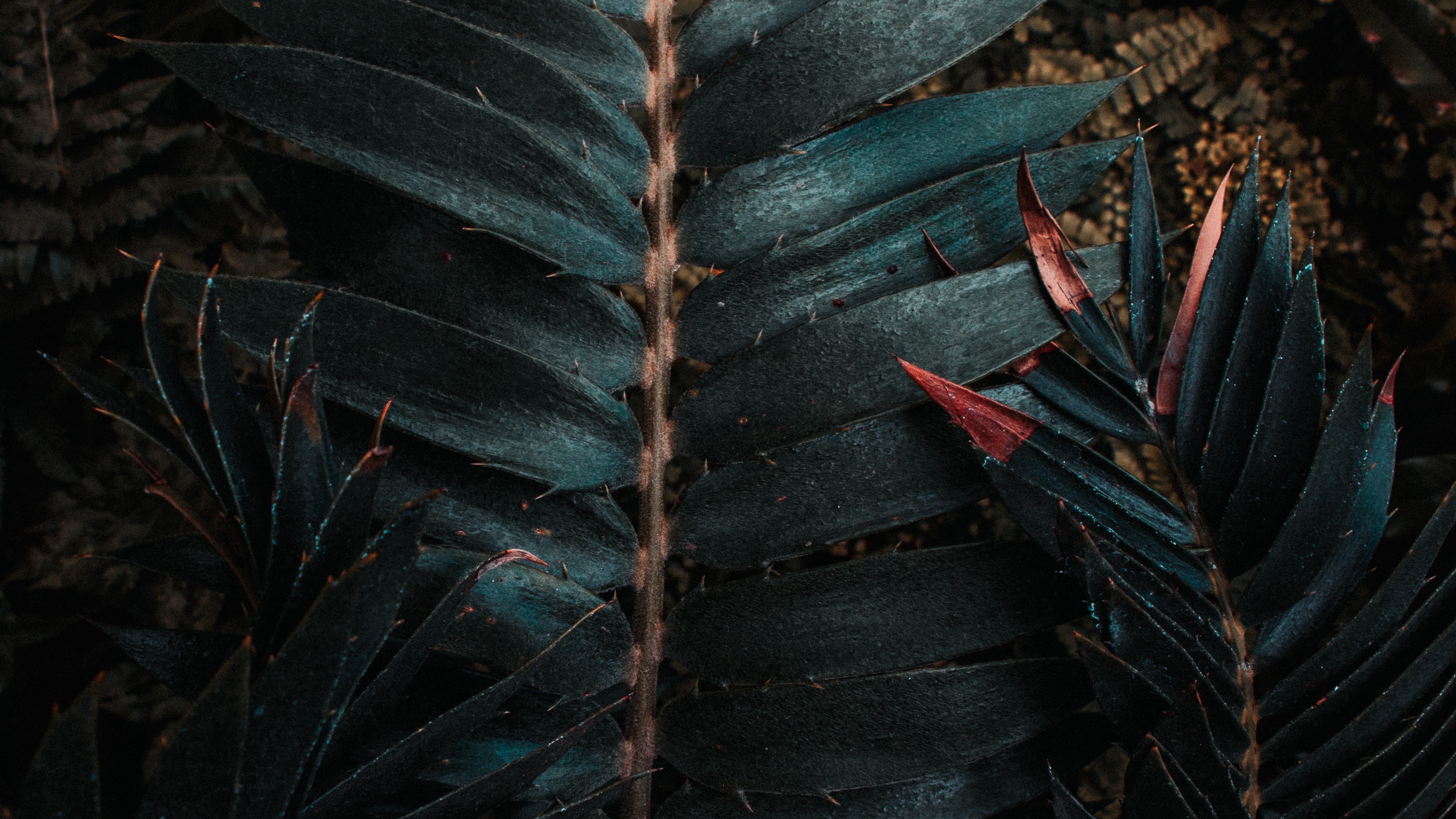 Wallpaper Leaves, Plant, Carved, Exotic - Wallpaper - HD Wallpaper 