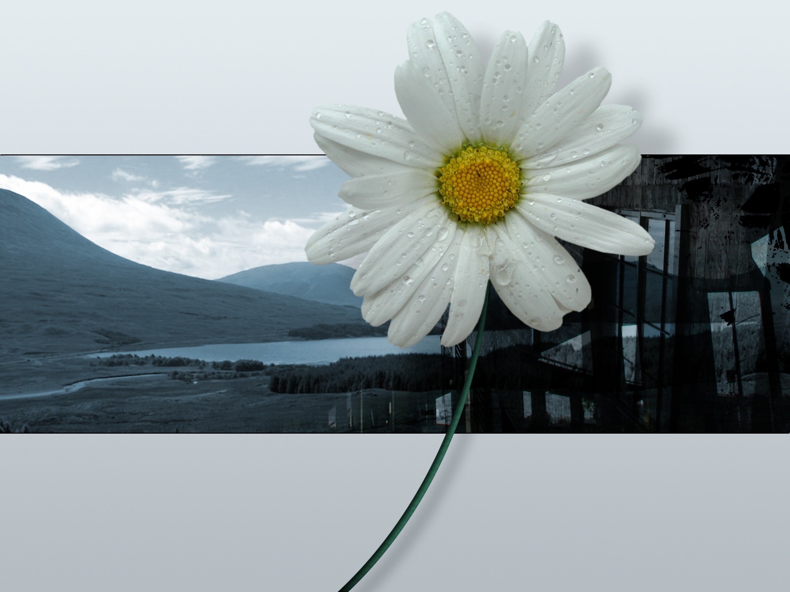 3d Wallpaper Download Flower - HD Wallpaper 
