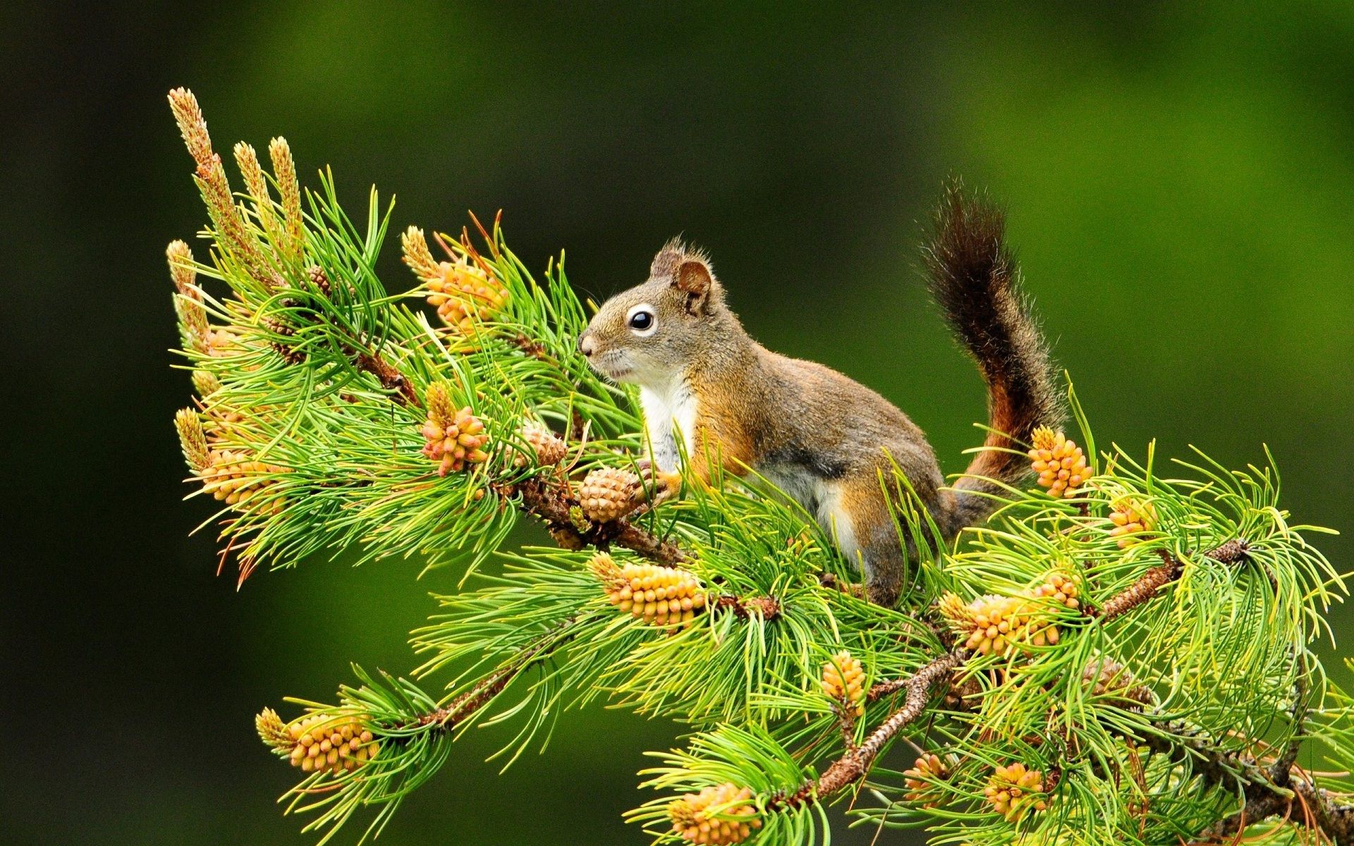 Squirrel In Pine Tree - HD Wallpaper 