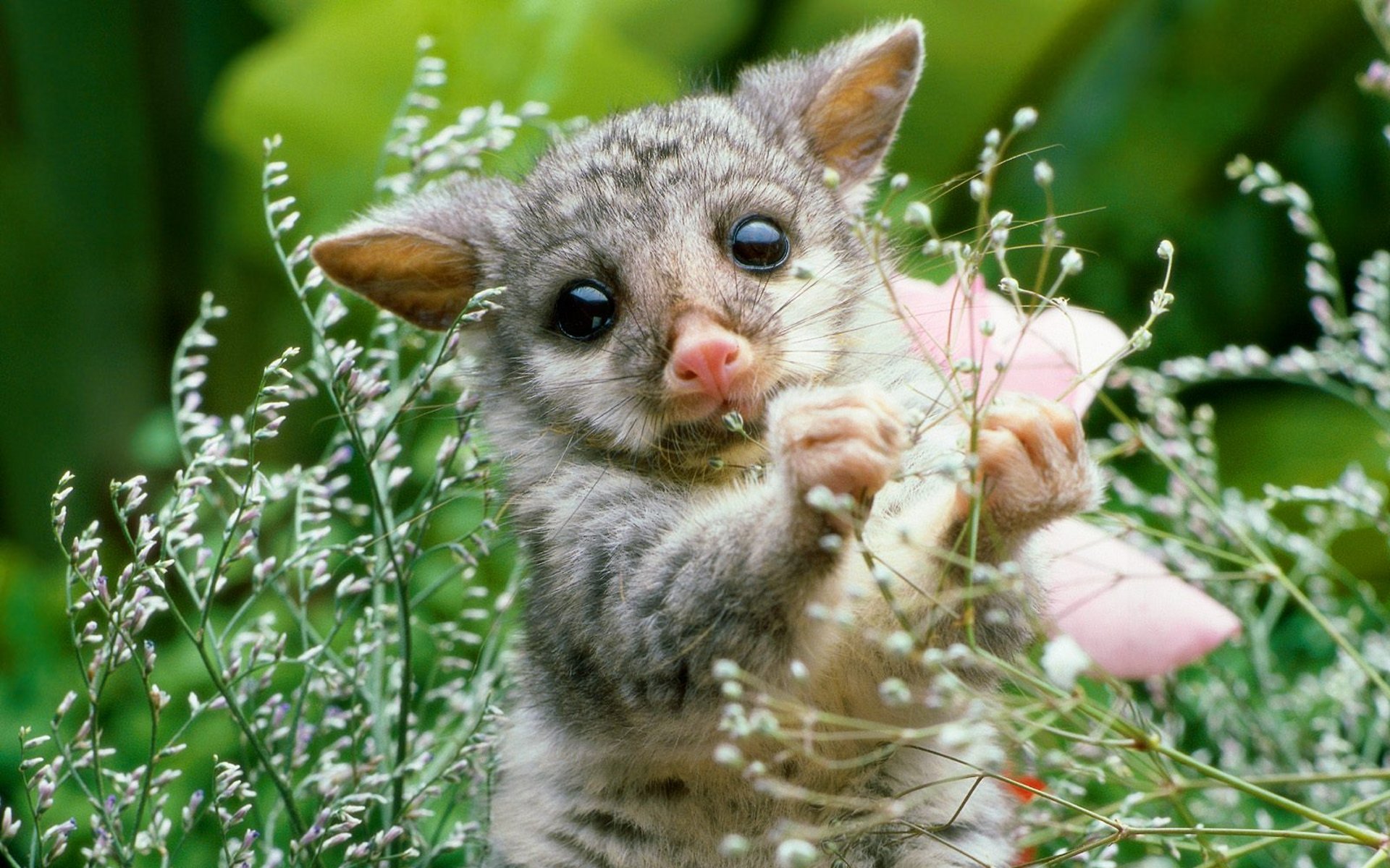 Cute Baby Animal Wallpaper 55 Adorable Baby Animals Backgrounds 1024x640 Wallpaper Teahub Io