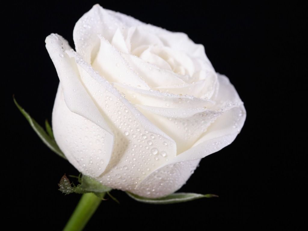 White Rose Images Hd - HD Wallpaper 