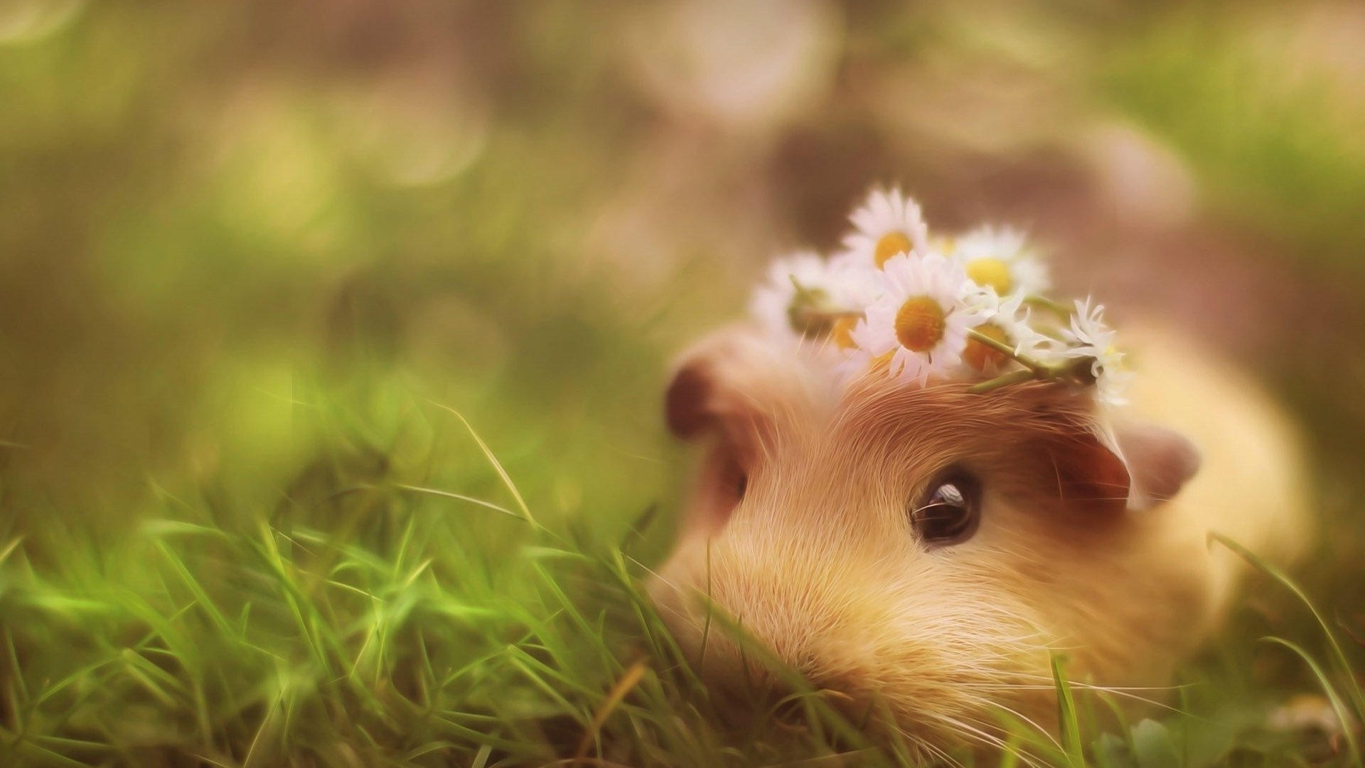 Background Images Guinea Pig - HD Wallpaper 