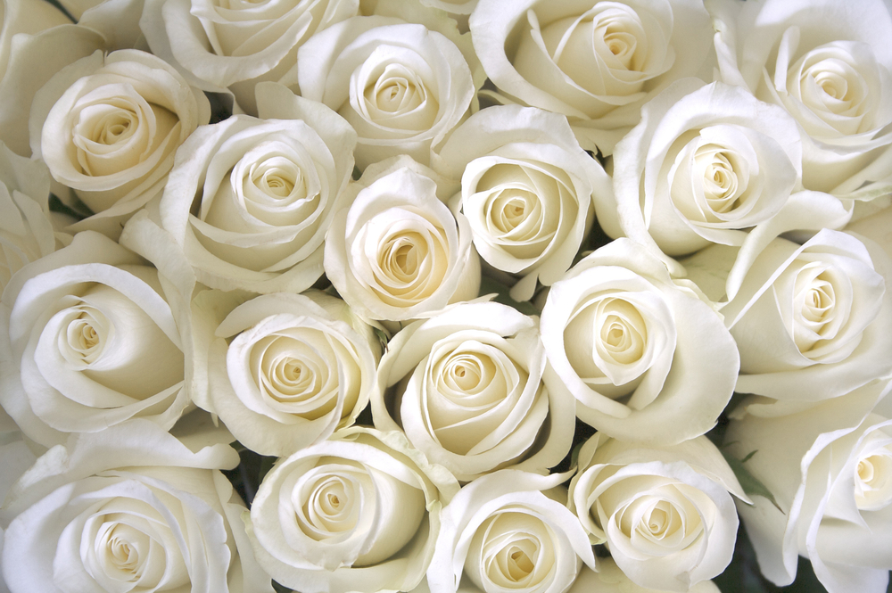 Pure White Rose Wallpaper - Background White Roses - HD Wallpaper 