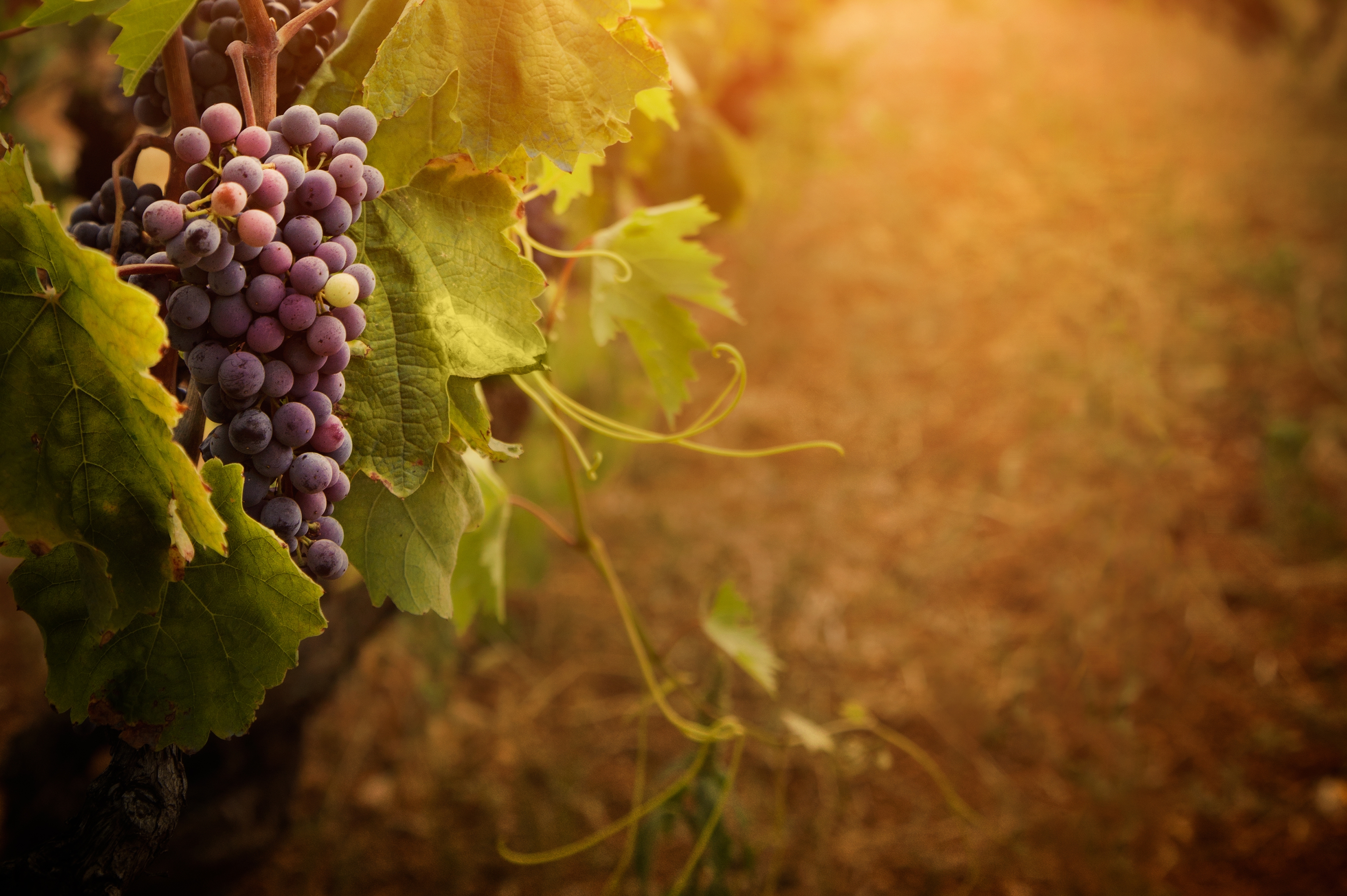 Wine Grapes Background - HD Wallpaper 