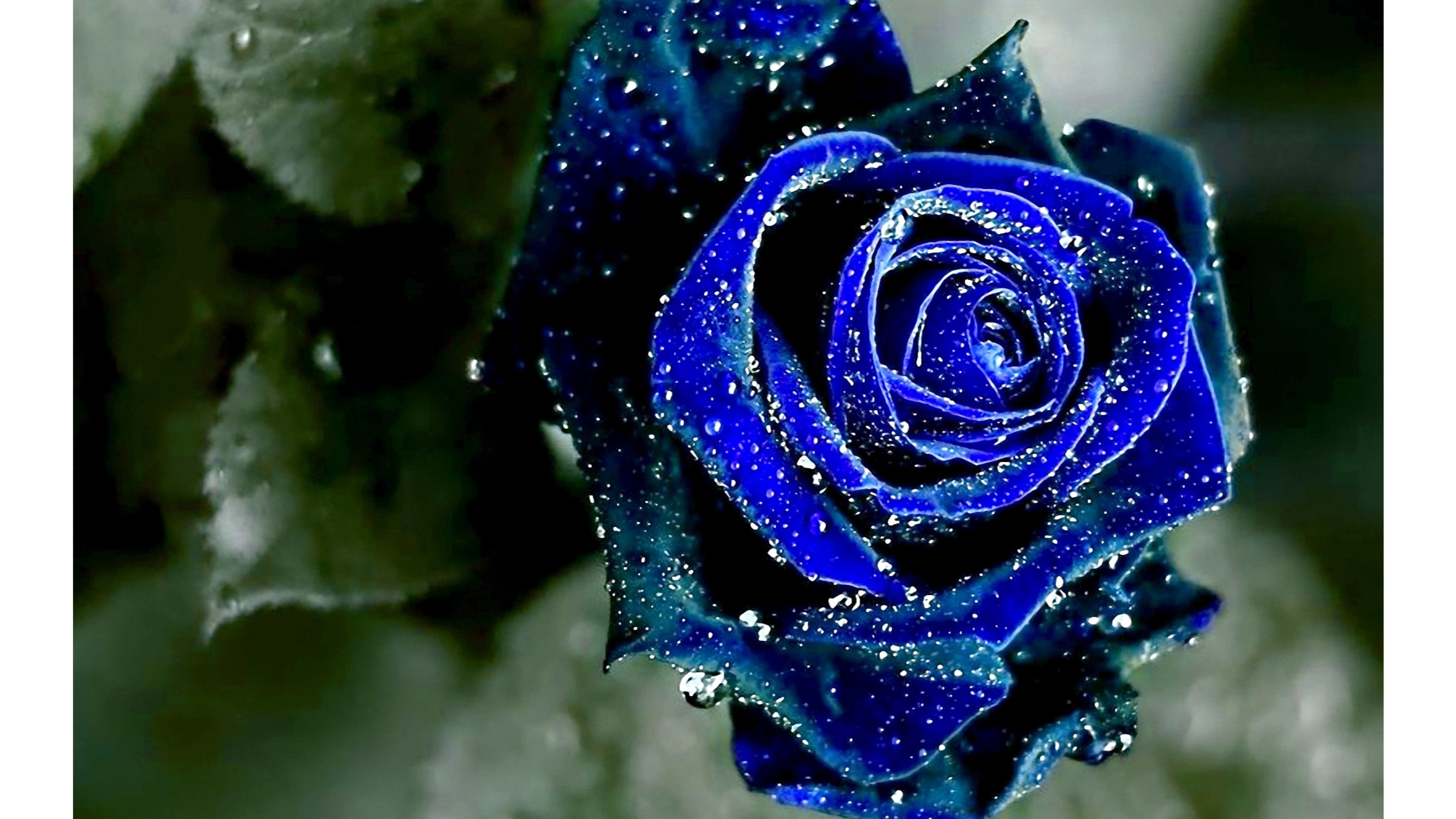 3840x2160, Cool Blue Roses Wallpaper 4k 
 Data Id 317999 - Most Beautiful Rose Blue - HD Wallpaper 