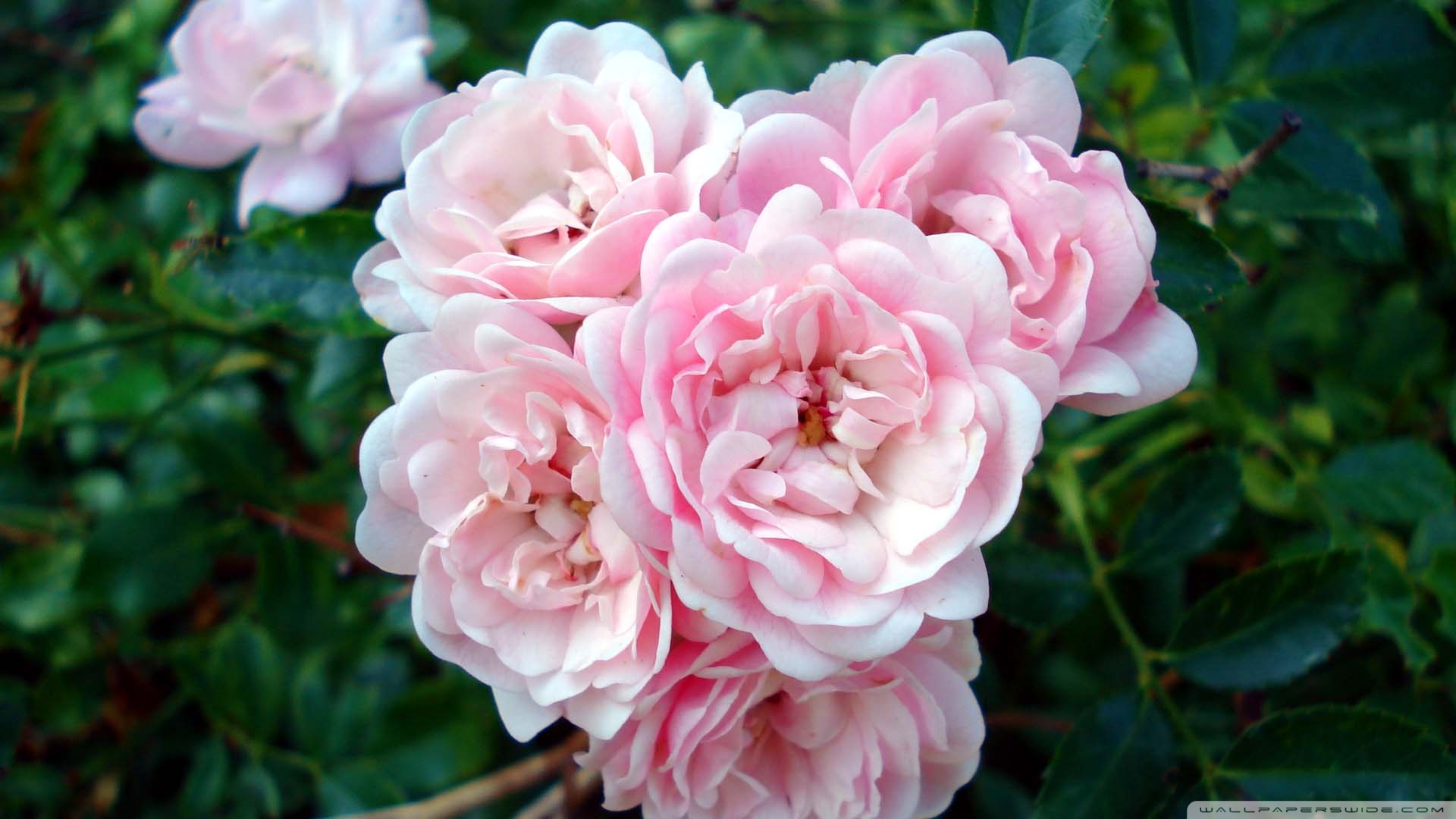 Hd Rose In Garden - HD Wallpaper 