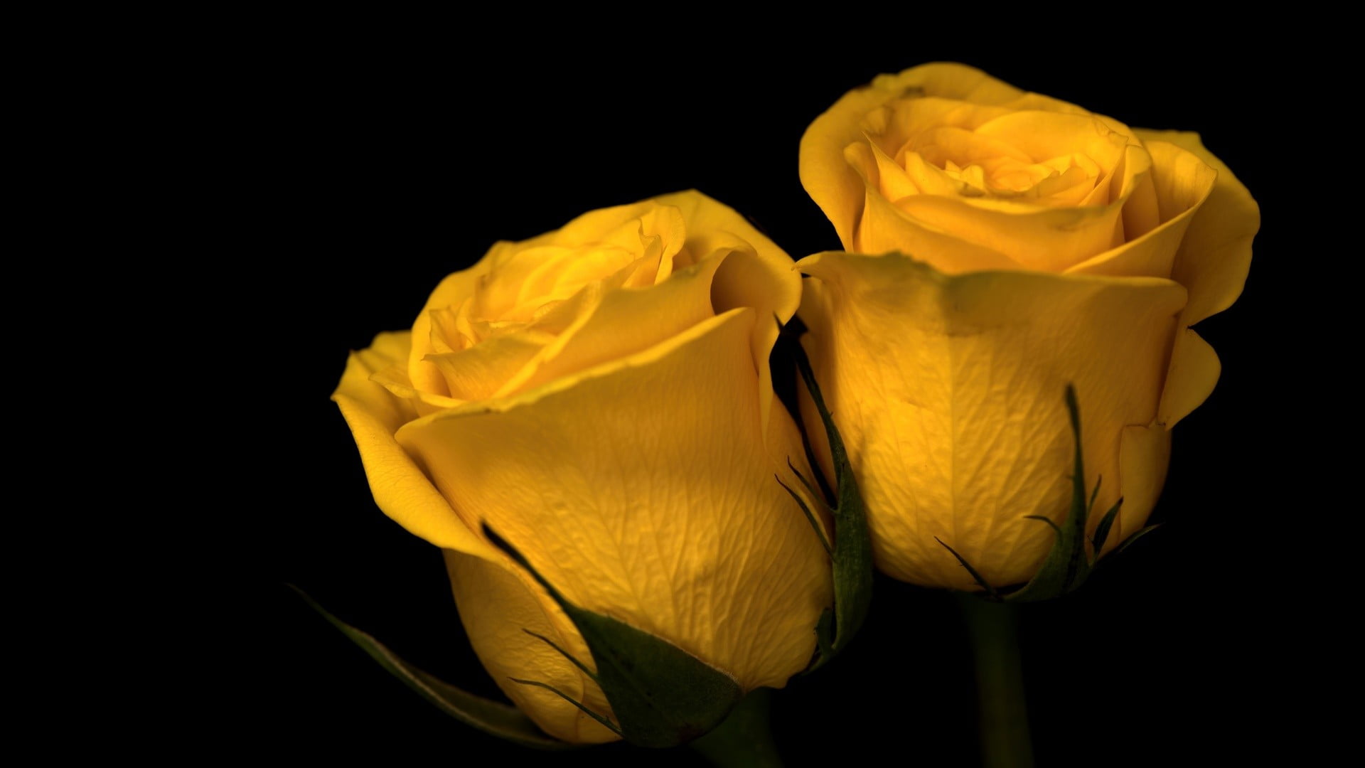 Yellow Rose Images Hd - HD Wallpaper 