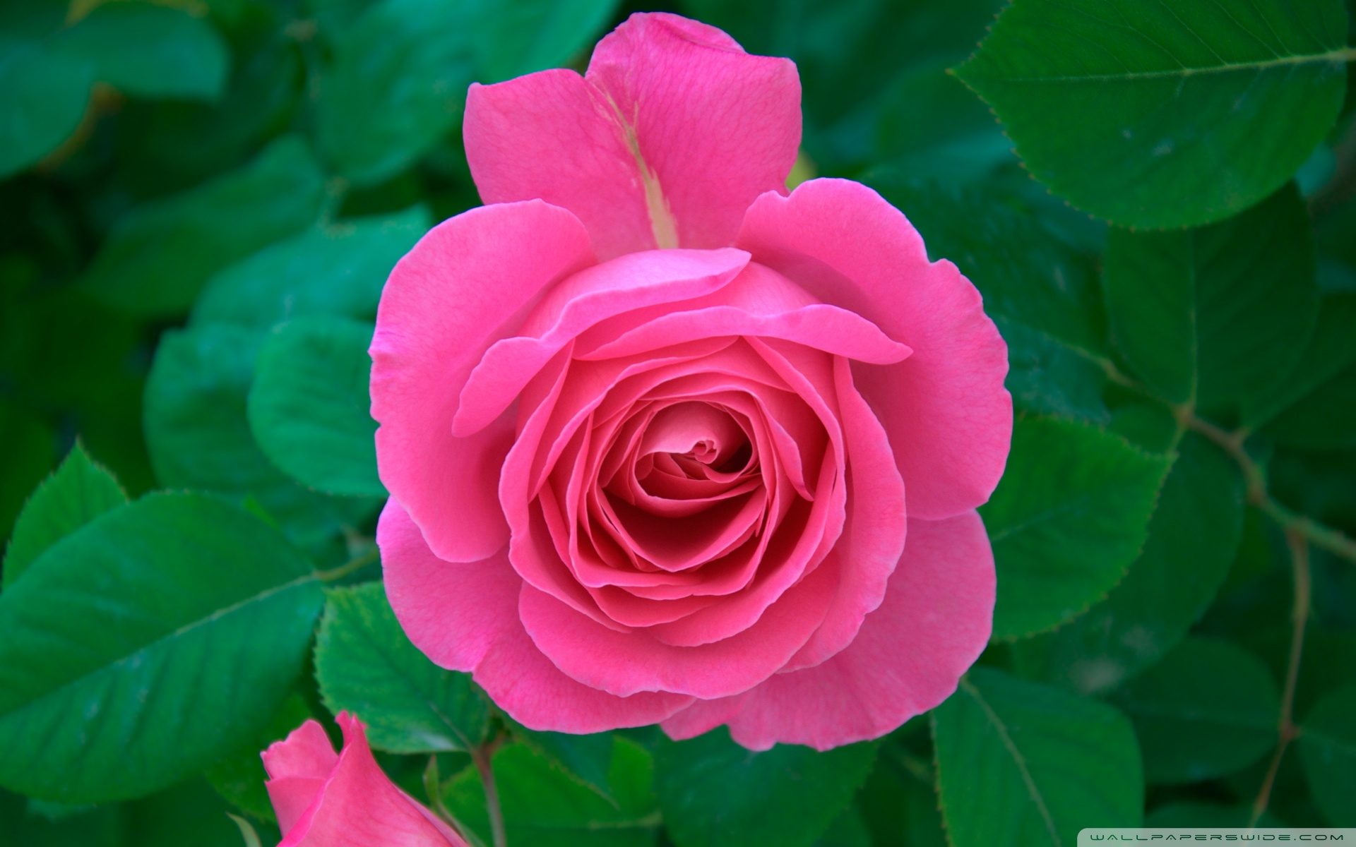 Pink Rose Hd Desktop Wallpaper Widescreen High Definition - Natural Rose Images Hd - HD Wallpaper 