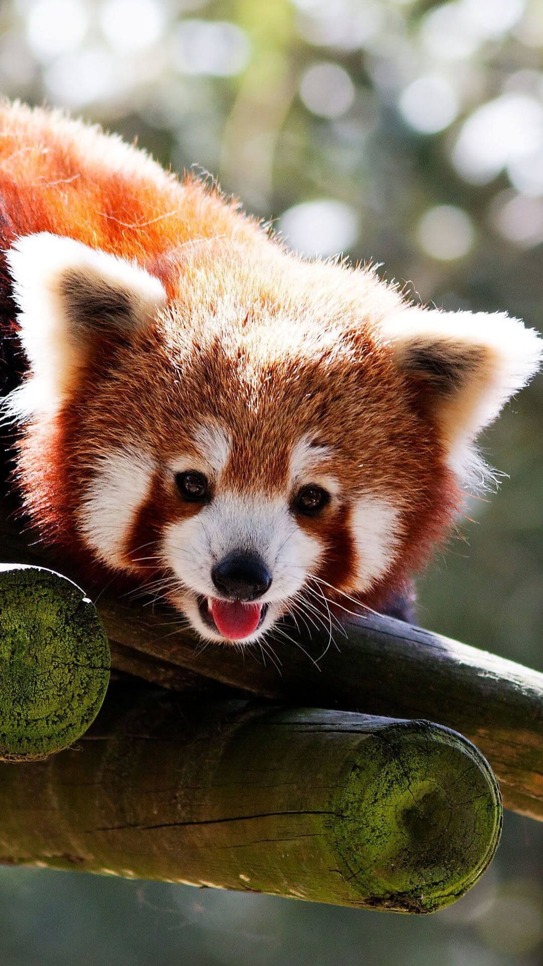 Cute Baby Animal Wallpaper 55 - Red Panda Wallpaper Phone - 576x1024 Wallpaper Cute Baby Animal Wallpaper 55 - Red Panda Wallpaper Phone - 576x1024 Wallpaper