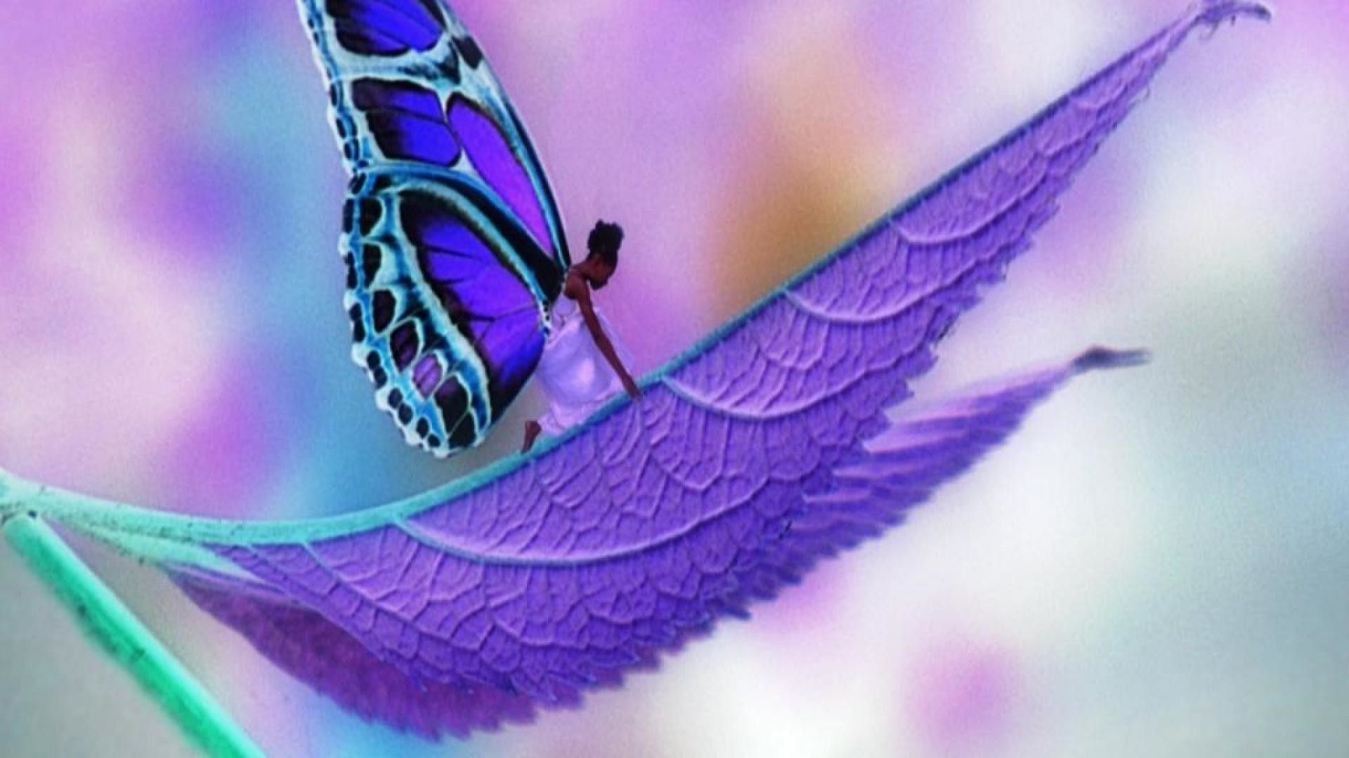 Purple Butterfly Wallpaper - Love Butterfly Images Hd - HD Wallpaper 