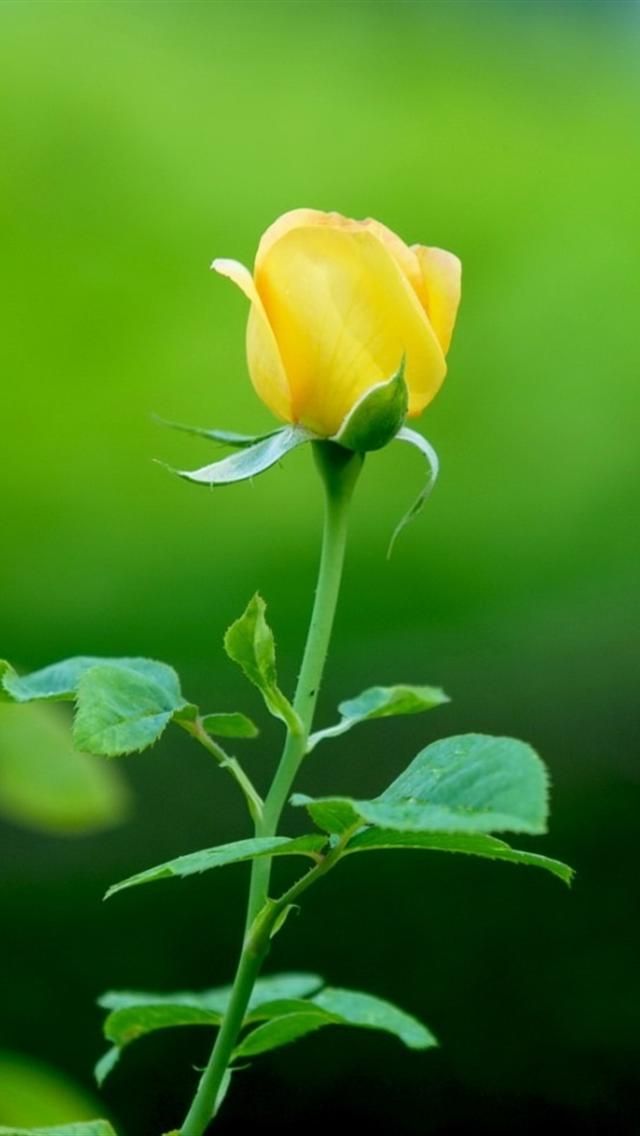Yellow Rose Hd Wallpapers For Mobile - HD Wallpaper 