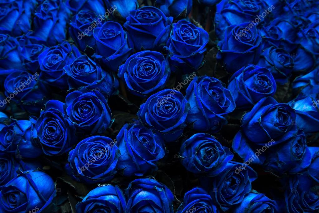 Dark Blue Roses - HD Wallpaper 