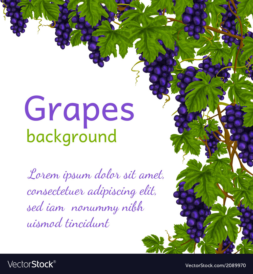 Grapes Background - HD Wallpaper 