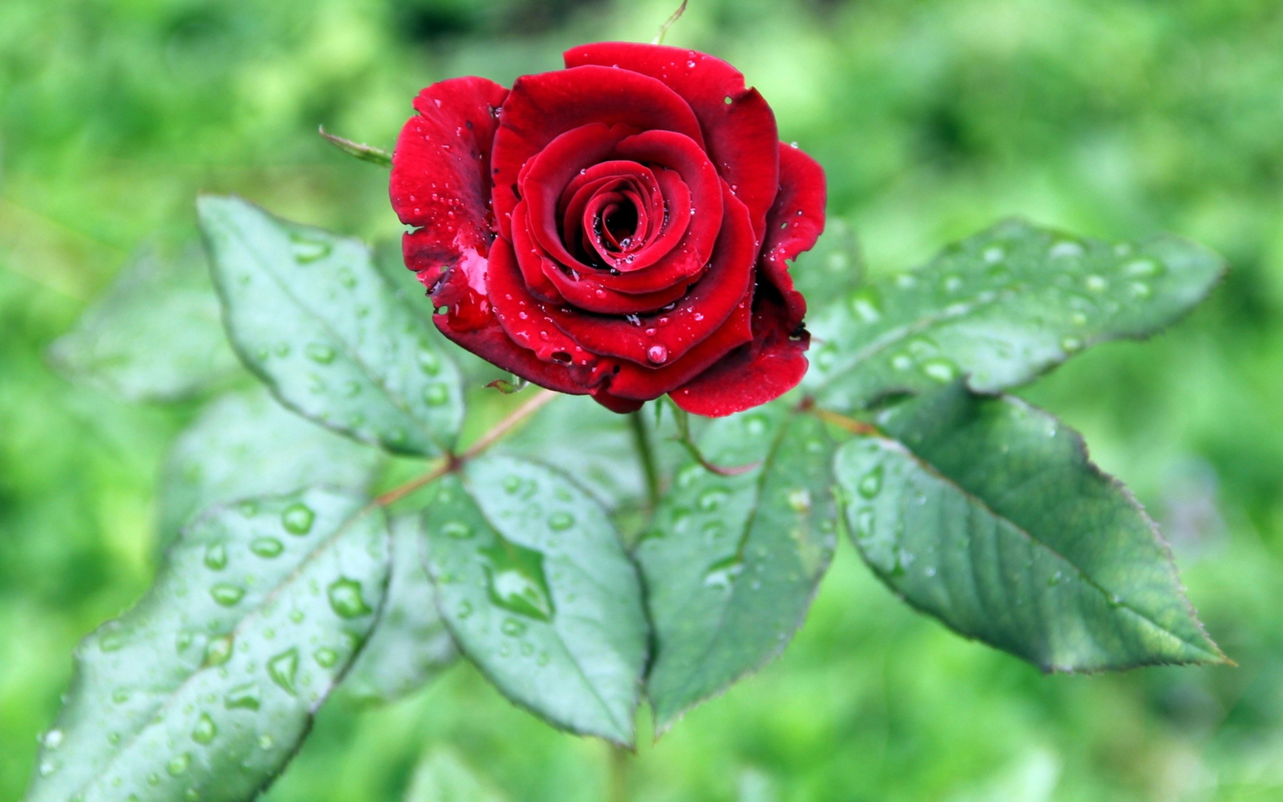 Rose Image Full Hd - 1920x1080 Wallpaper Rose Image Full Hd - 1920x1080 Wallpaper