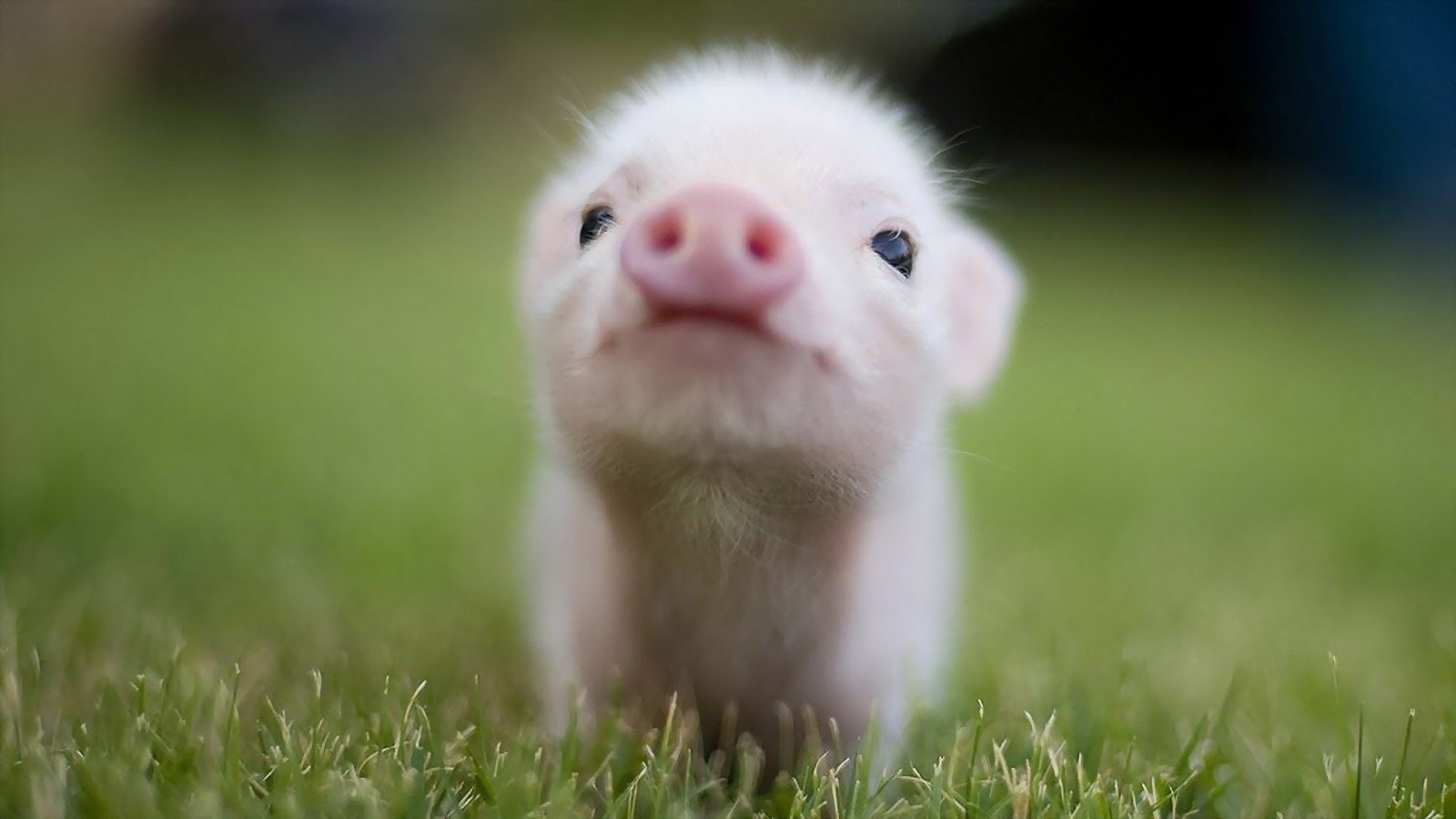 Baby Pig - HD Wallpaper 