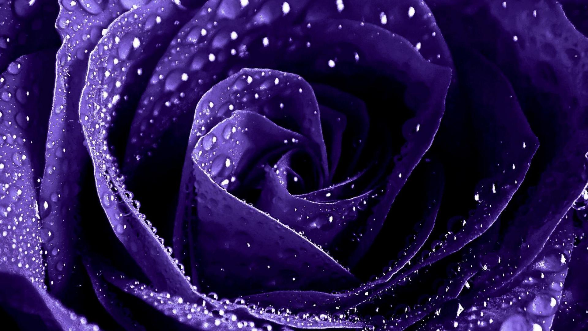 Purple Roses Wallpapers - Purple Rose Wallpaper Hd - HD Wallpaper 