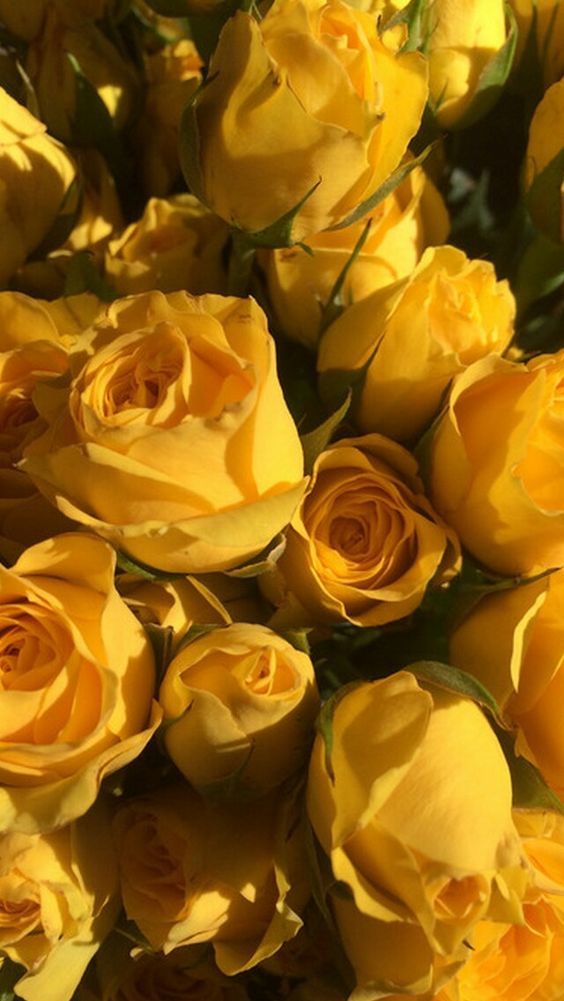 Yellow Roses Aesthetic - HD Wallpaper 