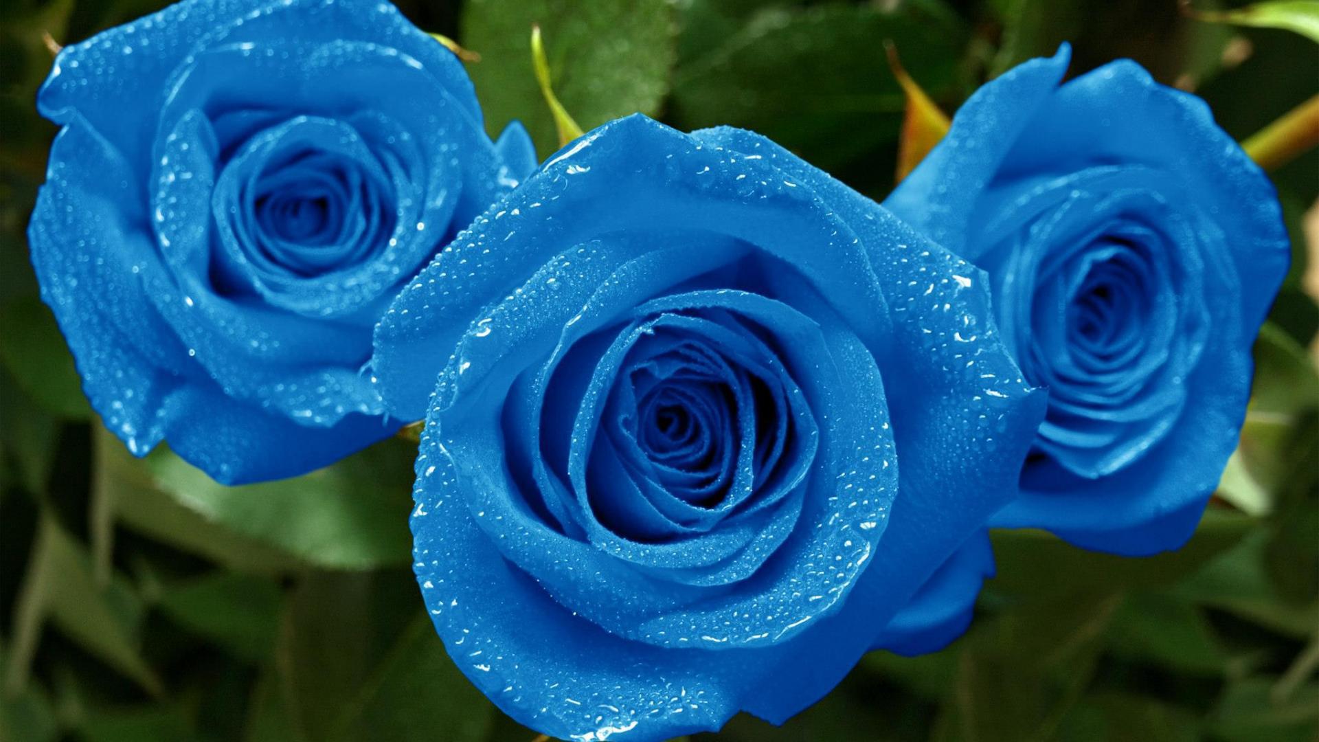 Blue Rose Flower Hd - HD Wallpaper 