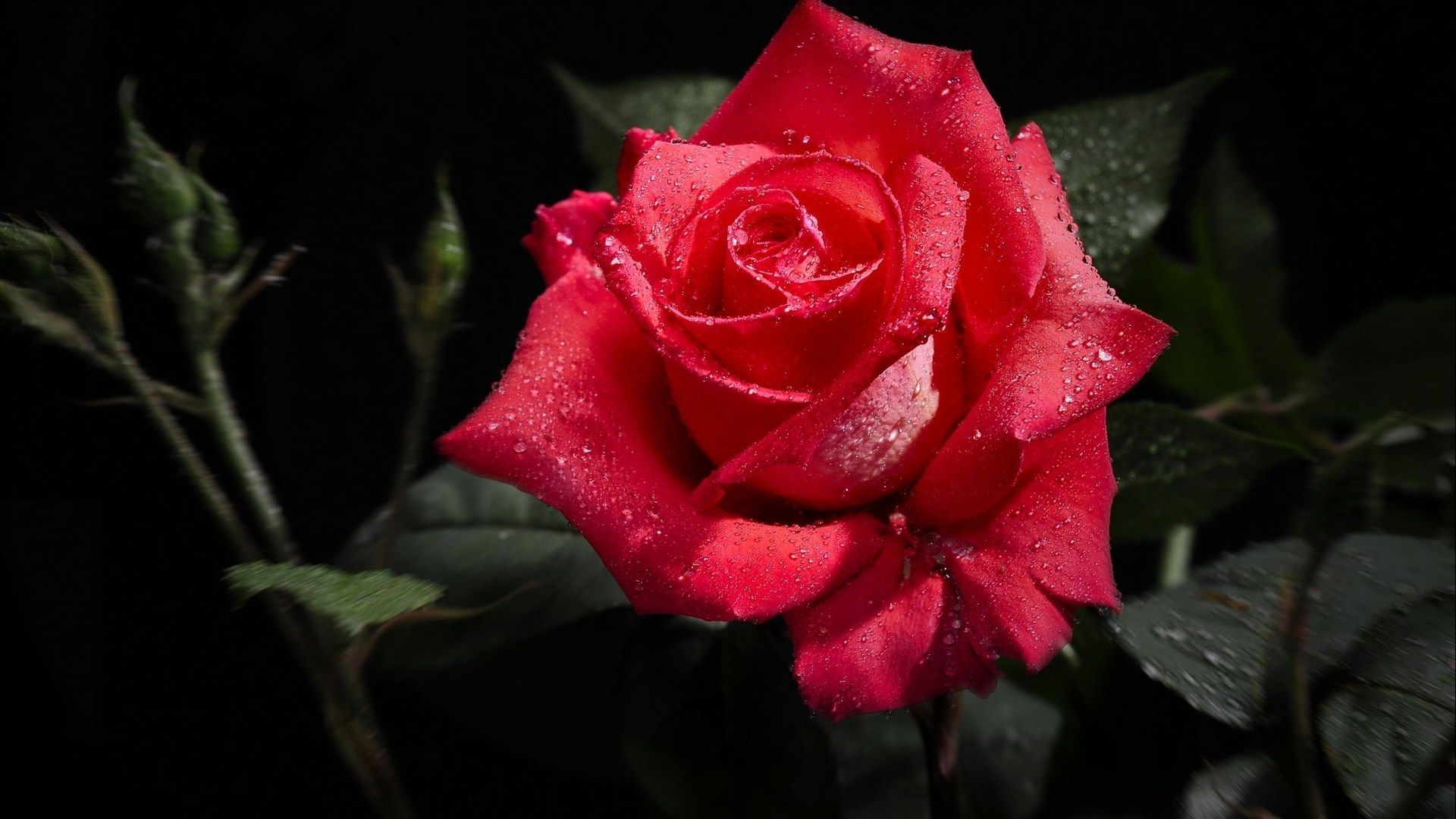 Rose Hd - HD Wallpaper 