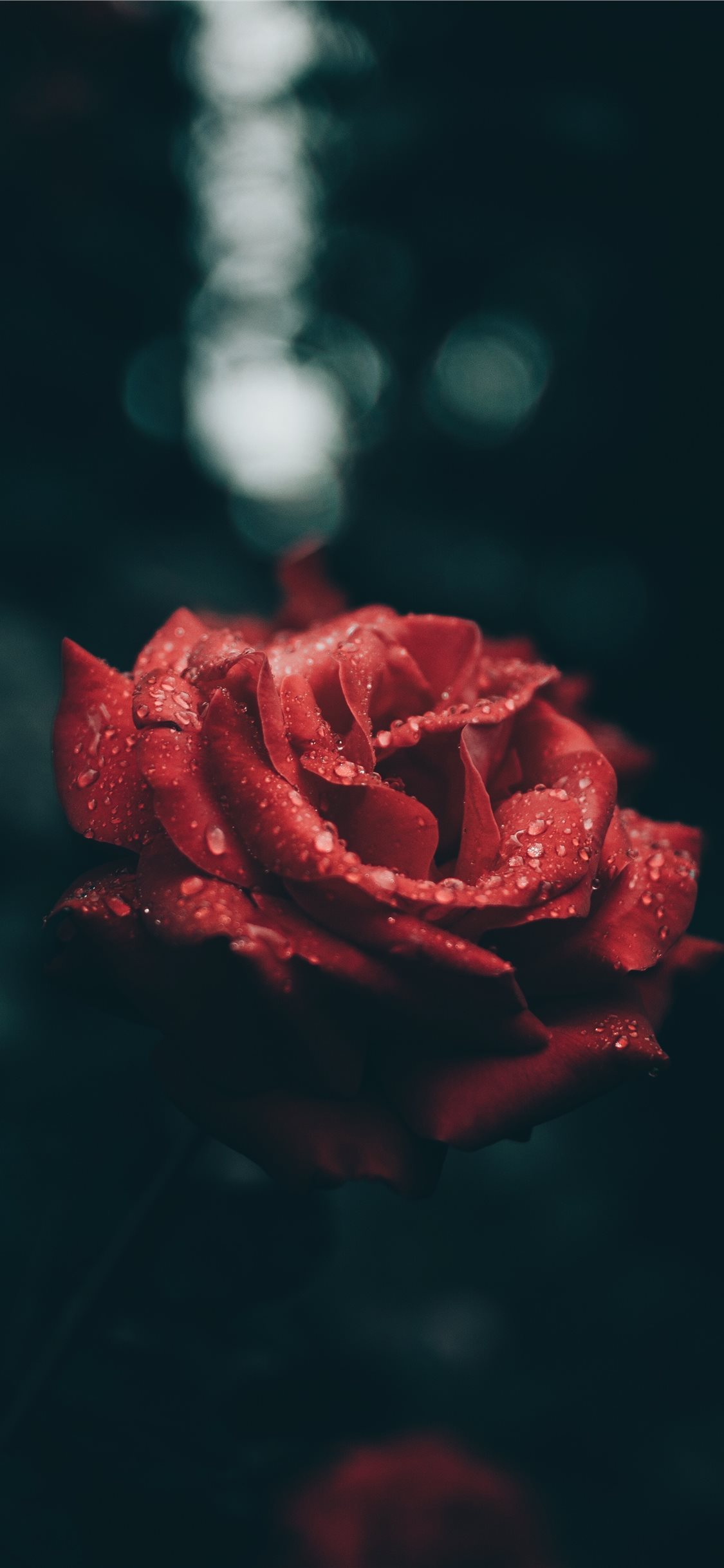 Iphone Xs Max Roses - HD Wallpaper 