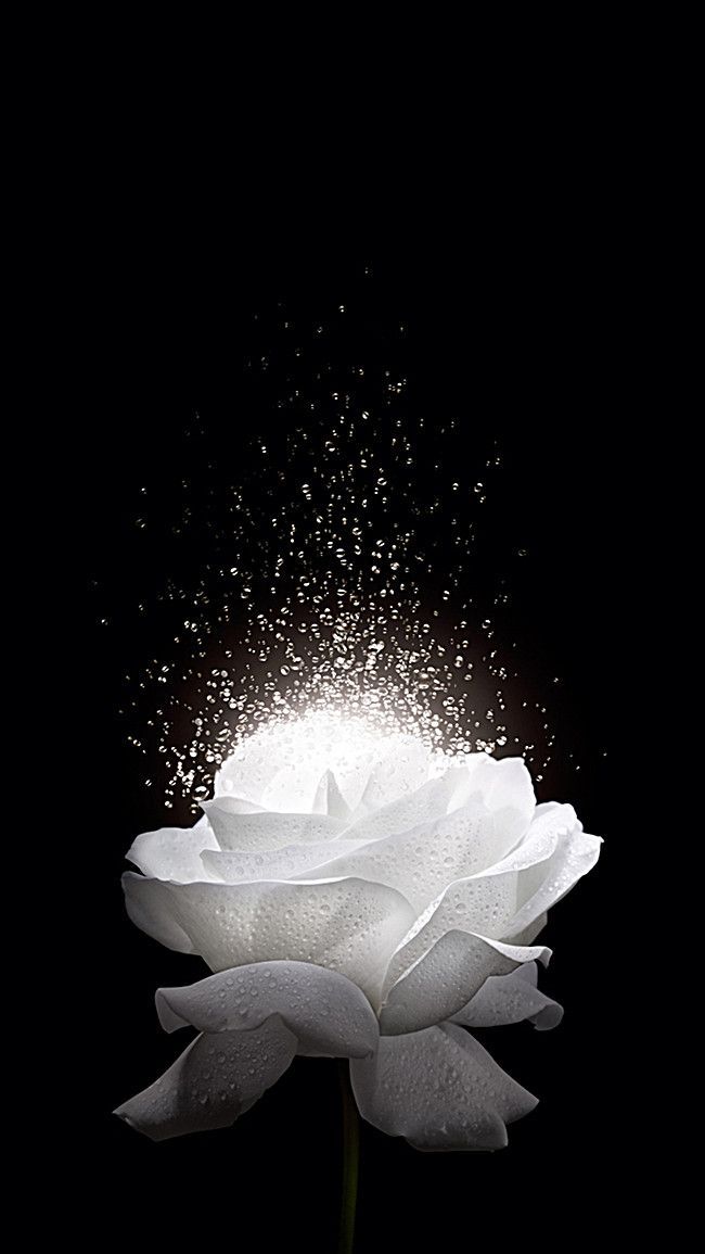 Most Beautiful White Rose - 650x1155 Wallpaper 