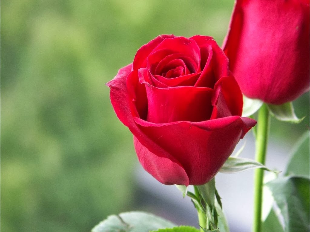 Red Rose Love Hd Image Download - HD Wallpaper 