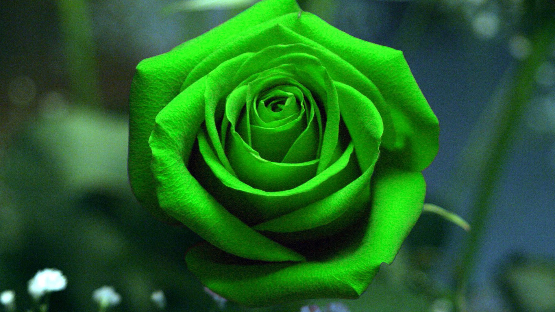 Green Rose Wallpaper Green Rose Wallpaper 
 Data Src - Green Rose Hd Image Download - HD Wallpaper 