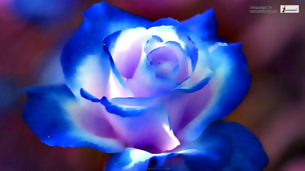 Blue Wallpaper Hd Rose - HD Wallpaper 