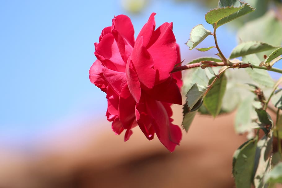 Flower, Red Rose, Nature, Pink Flower, Gulab Ka Fool, - Jardim Secreto Bom Dia - HD Wallpaper 