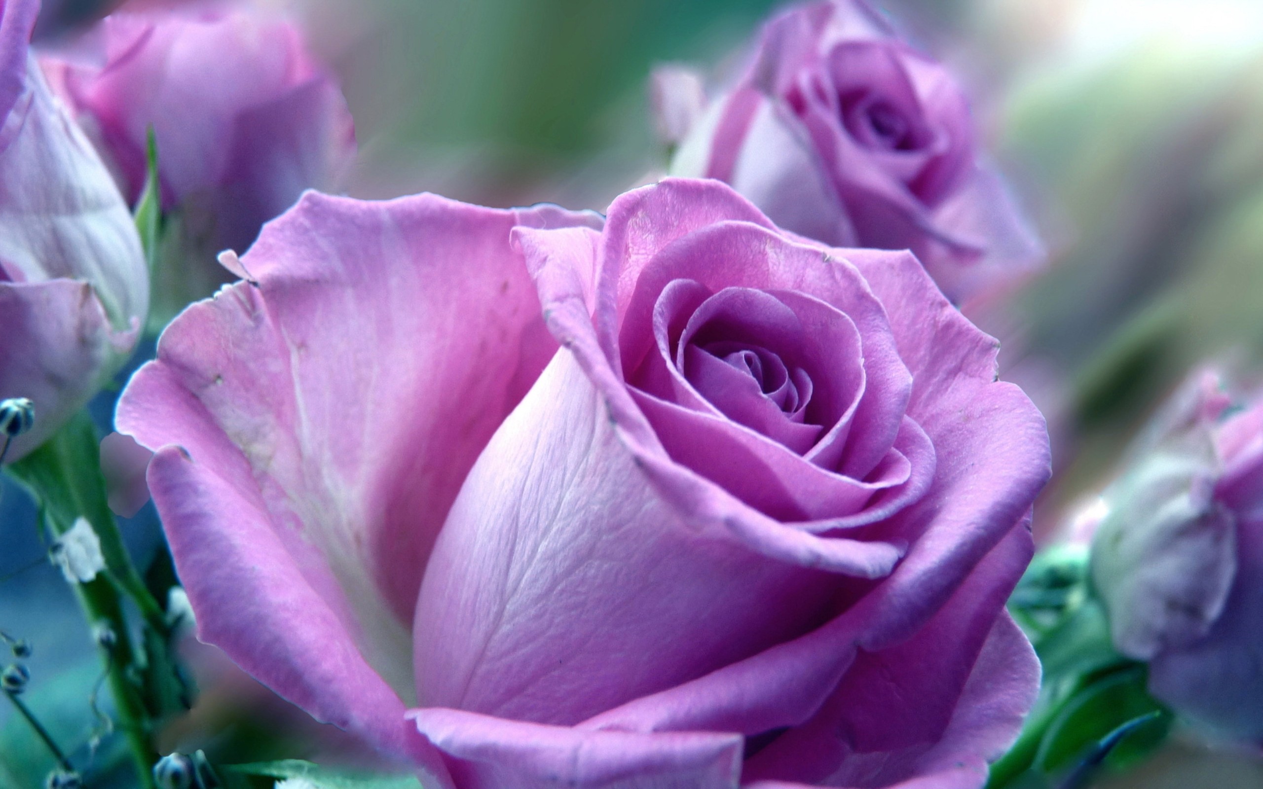 Violet Rose Wallpapers Full Hd - Full Hd Wallpaper Rose - HD Wallpaper 