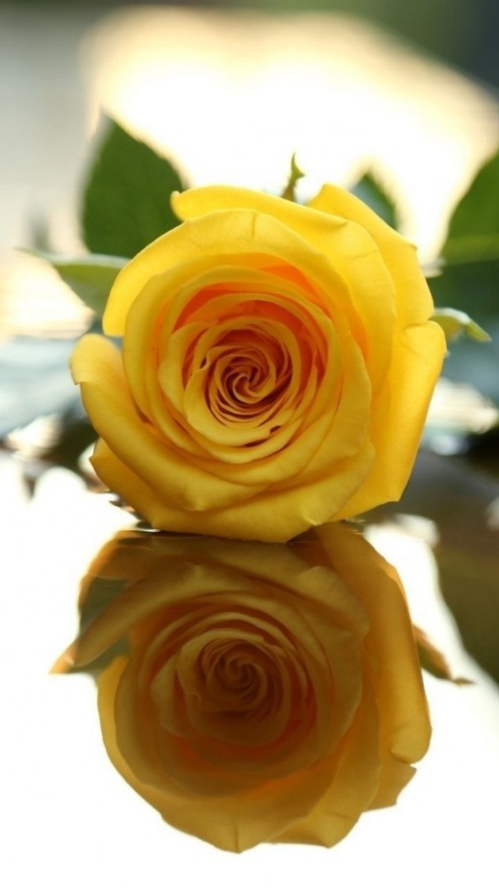 One Single Yellow Rose - HD Wallpaper 