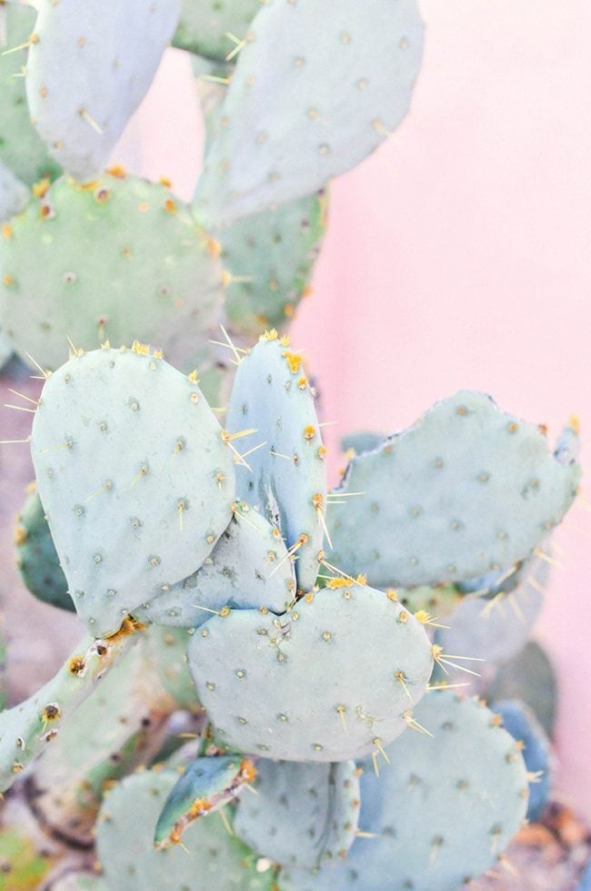 Cute Cactus Wallpaper With Pastel Pink Background - Cute Aesthetic Plant Backgrounds - HD Wallpaper 