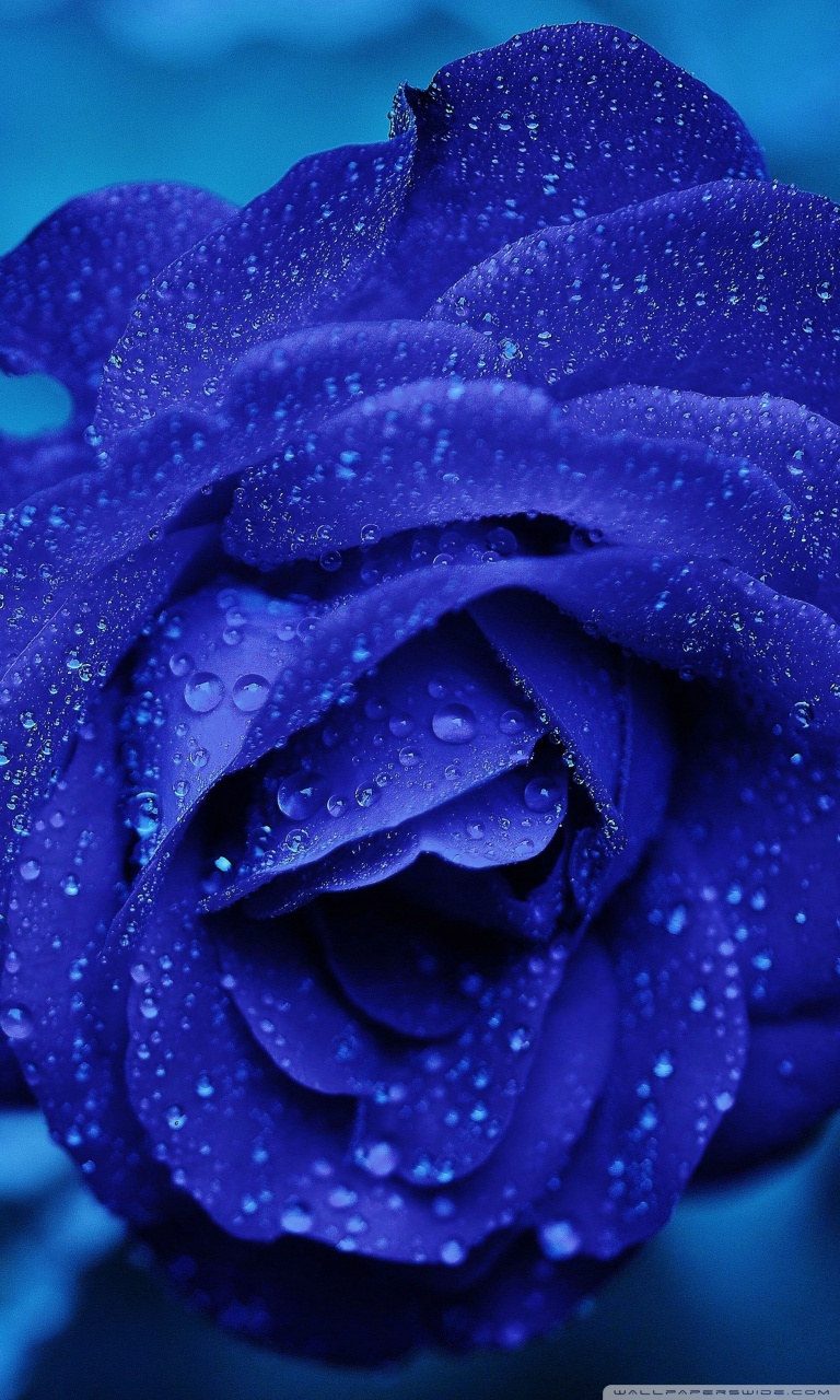 Blue Roses Wallpapers Iphone - HD Wallpaper 