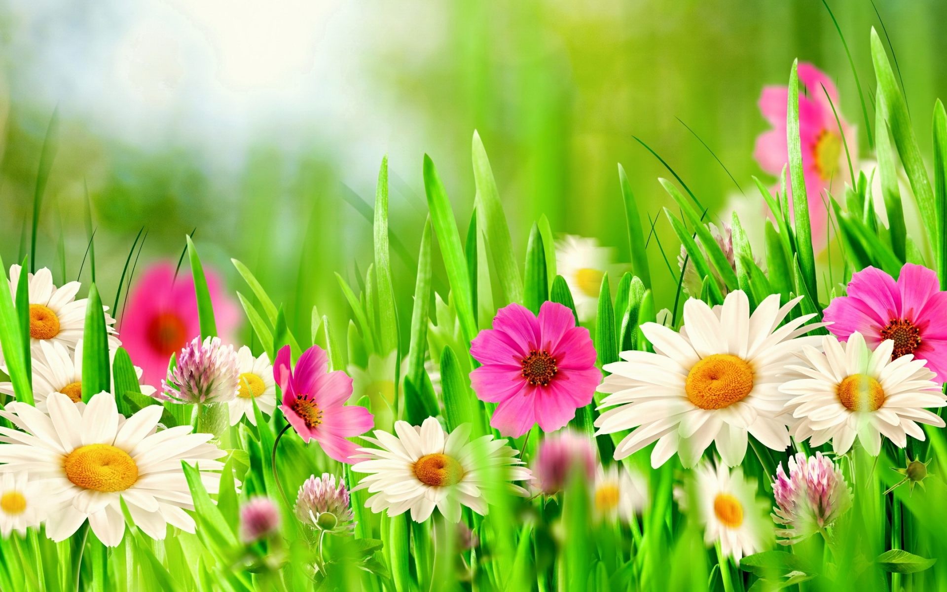 Spring Flower Backgrounds - HD Wallpaper 