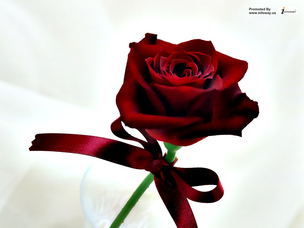 Beautiful Big Red Rose - HD Wallpaper 