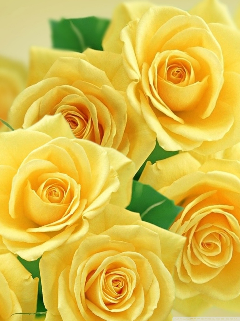 Yellow Rose Images Hd - HD Wallpaper 