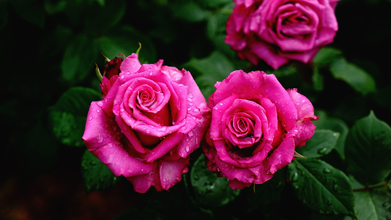 Flower Rose - HD Wallpaper 