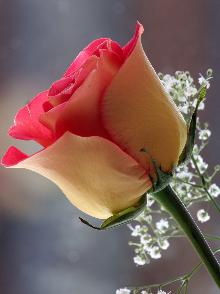 Rose Flower Wallpapers For Mobile Flower Wallpaper - Rose Flower Wallpapers For Mobile - 768x1024 Wallpaper Rose Flower Wallpapers For Mobile Flower Wallpaper - Rose Flower Wallpapers For Mobile - 768x1024 Wallpaper