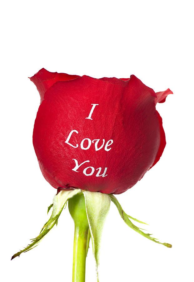 Love Rose Image Download - HD Wallpaper 