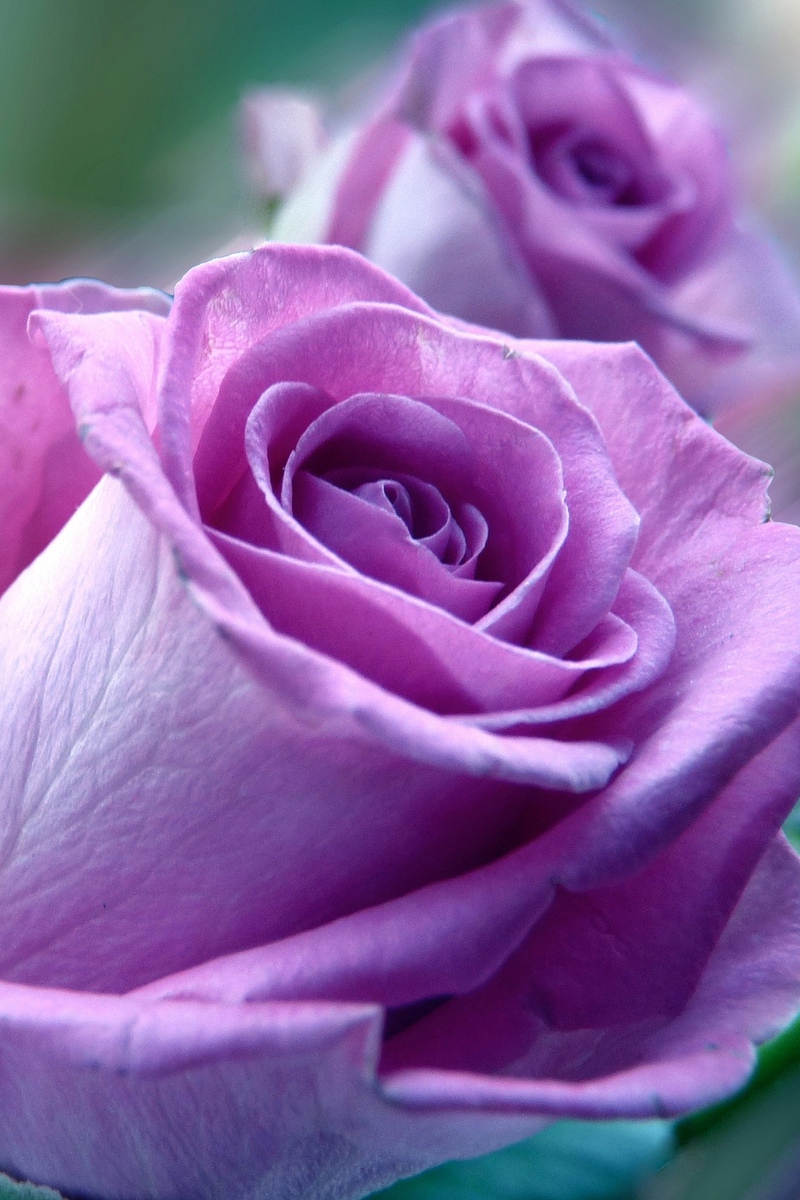Wallpaper Flower, Rose, Nature - Purple Rose Flower - HD Wallpaper 