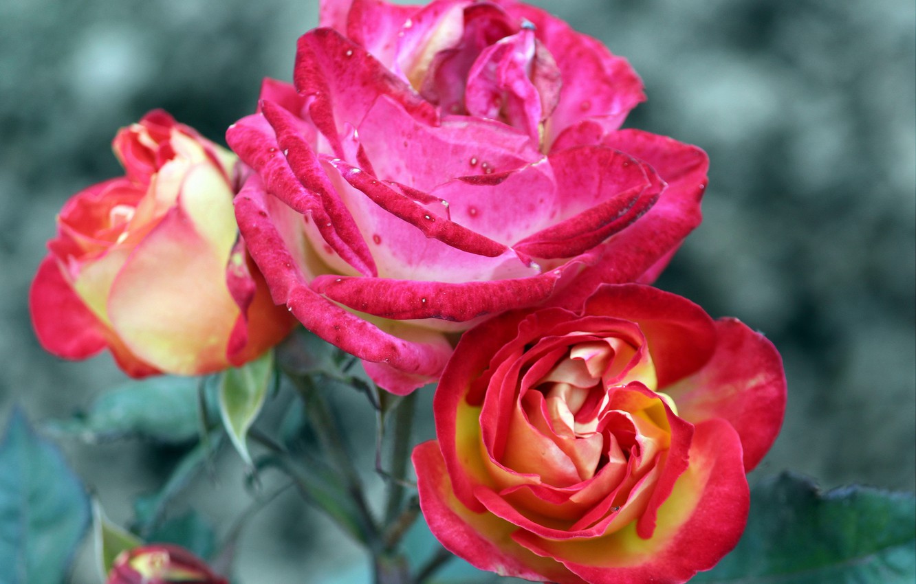 Photo Wallpaper Nature, Flower, Rose - Many Colours Of Rose - HD Wallpaper 