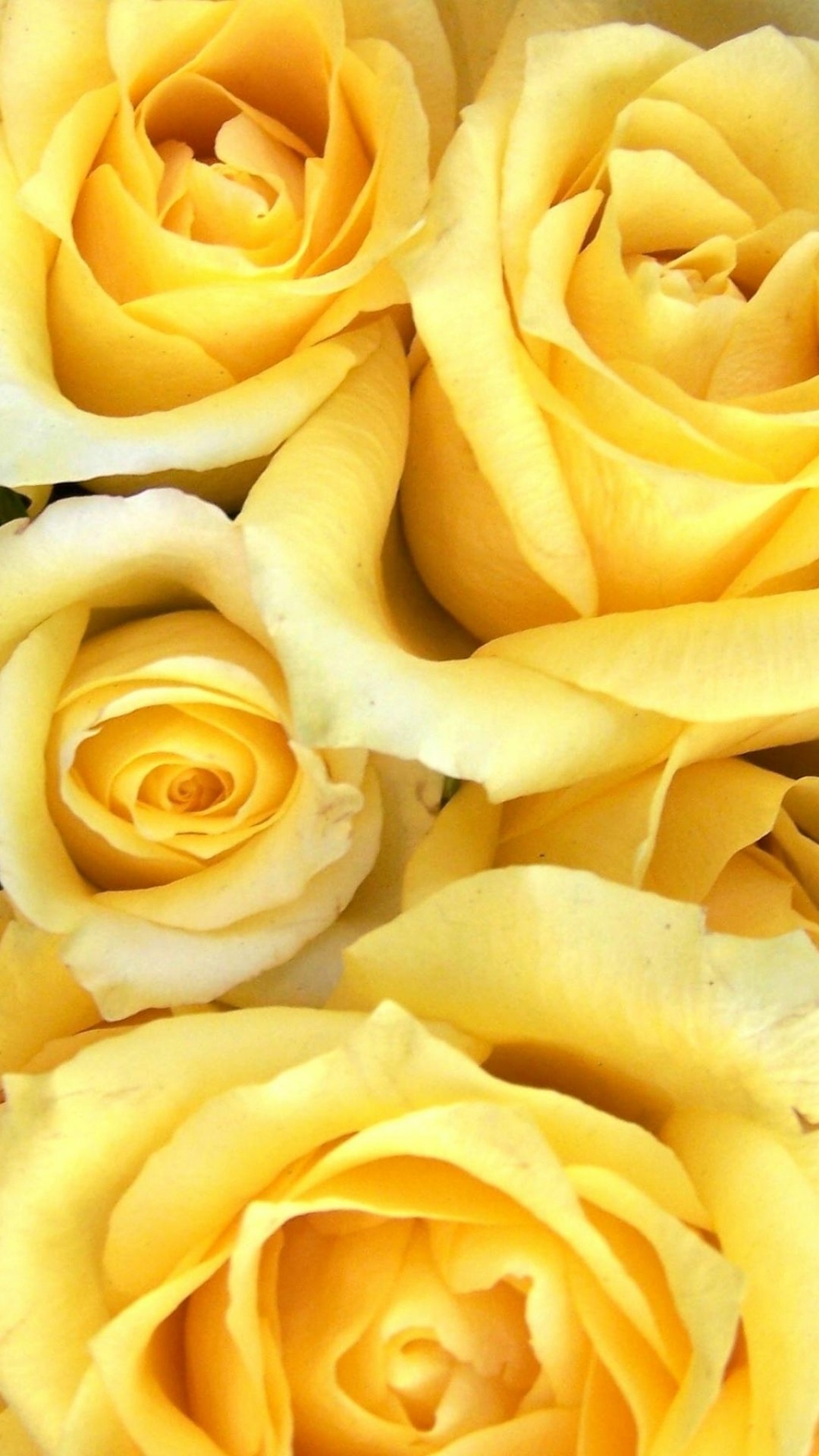 1080x1920, Yellow Rose Flowers Wallpapers Yellow Rose - Yellow Roses Wallpaper Iphone - HD Wallpaper 