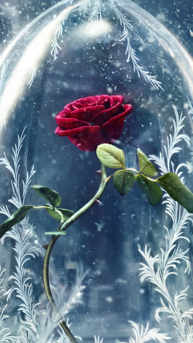 Beauty And The Beast, Rose, Red, Best Movies - Beauty And The Beast Rose Wallpaper Hd - HD Wallpaper 