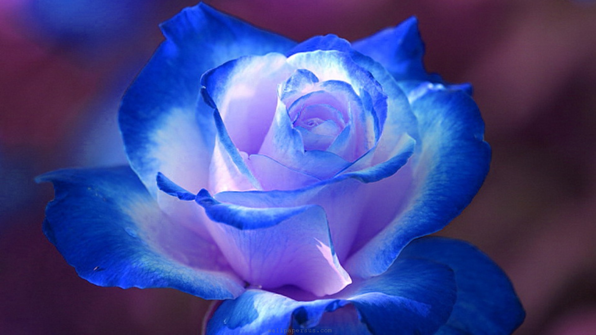 Blue Rose Flower Images Hd Wallpaper - Beautiful Blue And White Flowers - HD Wallpaper 