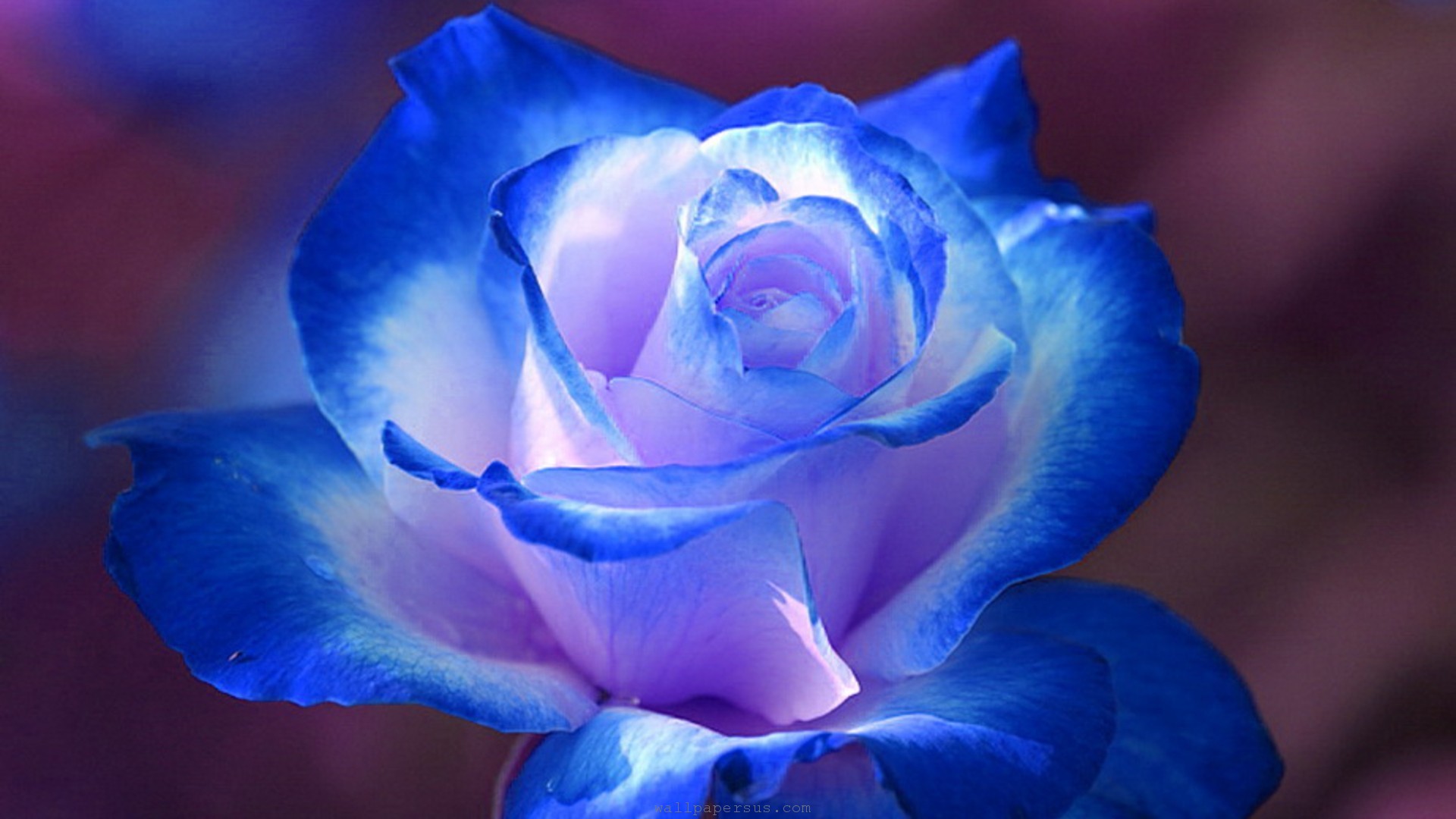 Blue Rose Flower Images Hd Wallpaper - Beautiful Blue And White Flowers