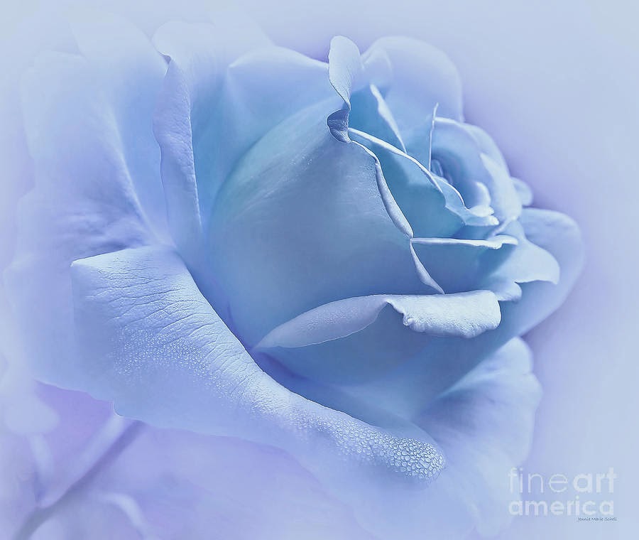 Download Of Blue Rose - HD Wallpaper 