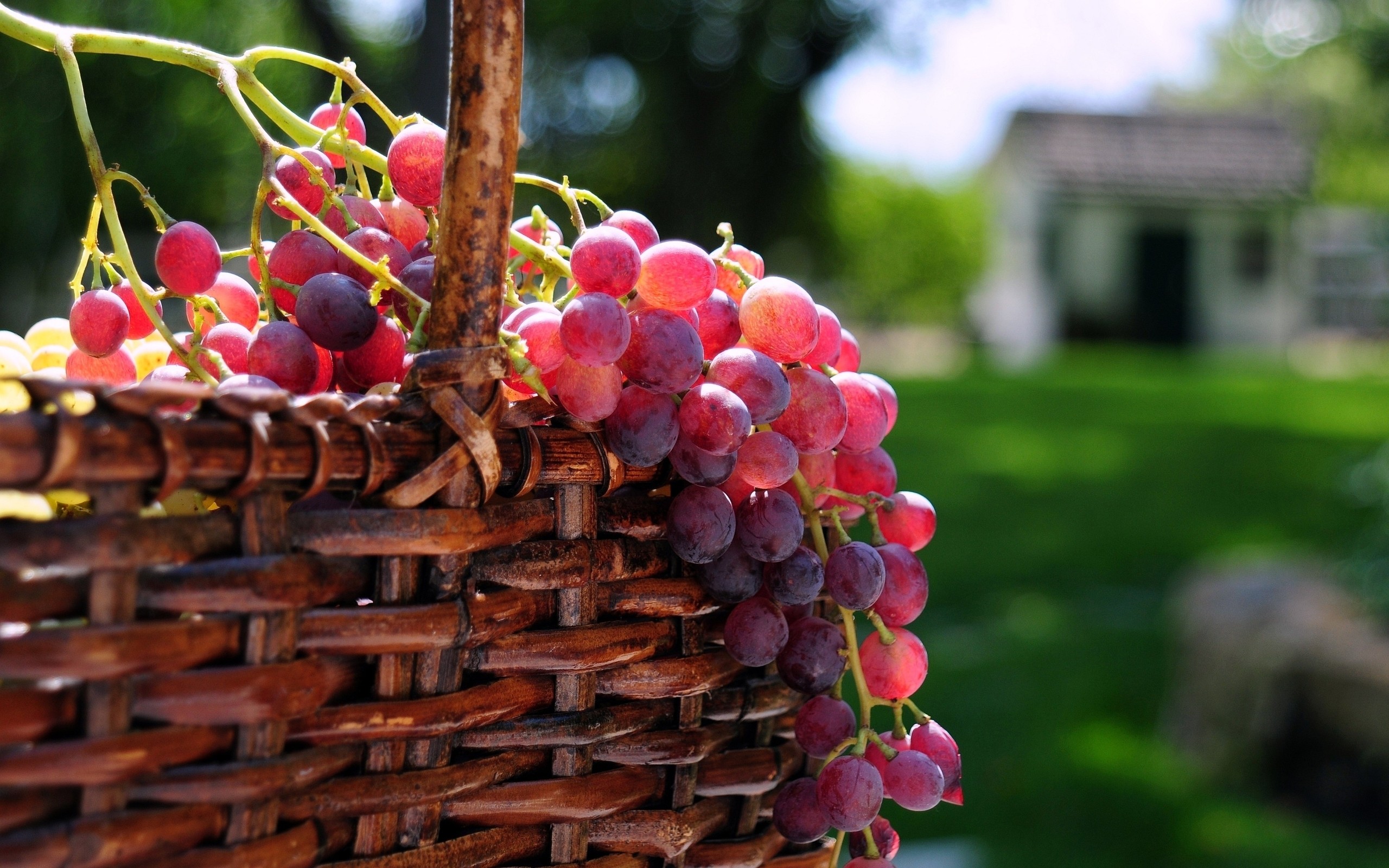 Grapes Hd - HD Wallpaper 